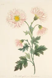 Semi-double Quilled Pink Chrysanthemum, from Floral Illustrations of the Seasons